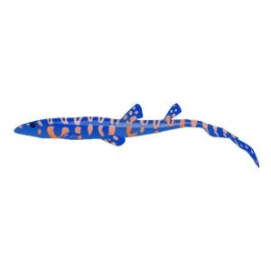 Blue Bamboo Shark